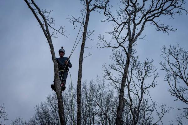 Tree Service Near Me Licensed & Insured Experts