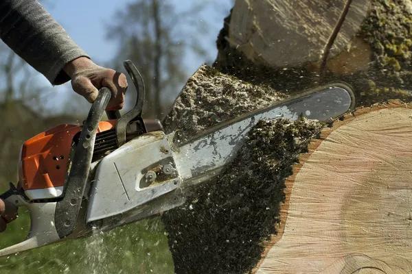 Expert Tree Removal Services for Homes and Businesses